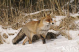 Vos (Vulpes vulpes)