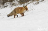 Vos (Vulpes vulpes)