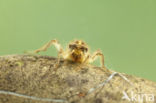 Zuidelijke oeverlibel (Orthetrum brunneum) 