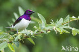 Amethistspreeuw (Cinnyricinclus leucogaster)