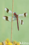 Bandheidelibel (Sympetrum pedemontanum) 