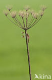 Bandheidelibel (Sympetrum pedemontanum) 