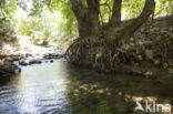 Boyeria cretensis (rode lijst  IUCN