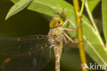 Boyeria cretensis (rode lijst  IUCN