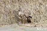 Buizerd (Buteo buteo)