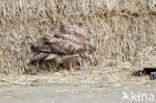 Buizerd (Buteo buteo)