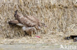 Buizerd (Buteo buteo)