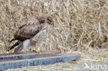 Buizerd (Buteo buteo)