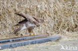 Buizerd (Buteo buteo)