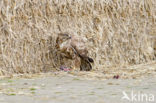 Buizerd (Buteo buteo)