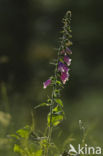 Gewoon vingerhoedskruid (Digitalis purpurea)