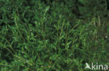 Groot bronkruid (Montia fontana subsp. fontana)