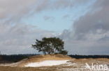 Grove den (Pinus sylvestris)