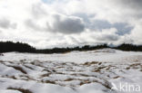 Grove den (Pinus sylvestris)