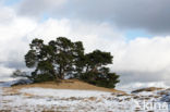 Grove den (Pinus sylvestris)