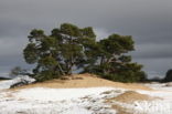 Grove den (Pinus sylvestris)