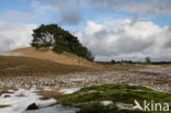 Grove den (Pinus sylvestris)