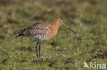 Grutto (Limosa limosa) 