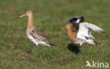 Grutto (Limosa limosa) 