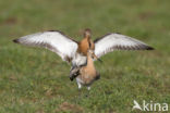 Grutto (Limosa limosa) 