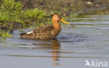 Grutto (Limosa limosa) 