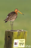 Grutto (Limosa limosa) 