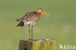 Grutto (Limosa limosa) 