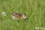 Grutto (Limosa limosa) 