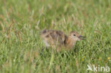 Grutto (Limosa limosa) 