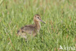 Grutto (Limosa limosa) 