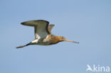 Grutto (Limosa limosa) 