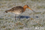 Grutto (Limosa limosa) 