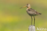 Grutto (Limosa limosa) 