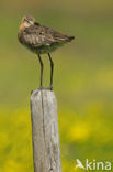 Grutto (Limosa limosa) 