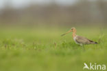 Grutto (Limosa limosa) 