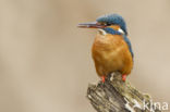 IJsvogel (Alcedo atthis)