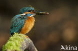 IJsvogel (Alcedo atthis)