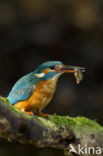 IJsvogel (Alcedo atthis)