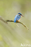 IJsvogel (Alcedo atthis)