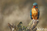 IJsvogel (Alcedo atthis)