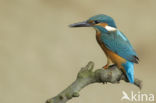 IJsvogel (Alcedo atthis)