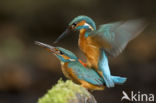 IJsvogel (Alcedo atthis)