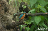 IJsvogel (Alcedo atthis)