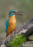 IJsvogel (Alcedo atthis)