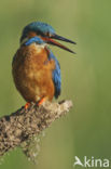 IJsvogel (Alcedo atthis)