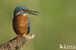 IJsvogel (Alcedo atthis)