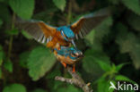 IJsvogel (Alcedo atthis)