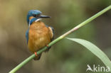 IJsvogel (Alcedo atthis)