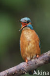 IJsvogel (Alcedo atthis)