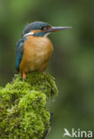 IJsvogel (Alcedo atthis)